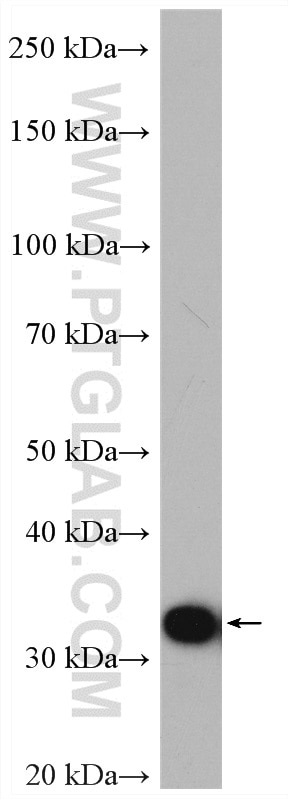 Western Blot (WB) analysis of mouse kidney tissue using PBLD Polyclonal antibody (27891-1-AP)