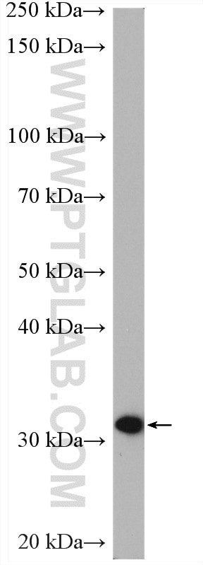 Western Blot (WB) analysis of mouse kidney tissue using PBLD Polyclonal antibody (27891-1-AP)