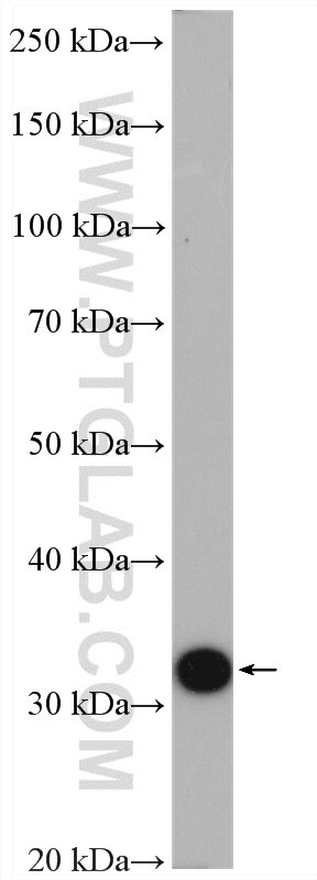 Western Blot (WB) analysis of mouse liver tissue using PBLD Polyclonal antibody (27891-1-AP)