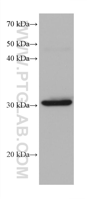 Western Blot (WB) analysis of pig liver tissue using PBLD Monoclonal antibody (68317-1-Ig)