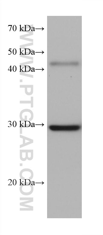 Western Blot (WB) analysis of pig kidney tissue using PBLD Monoclonal antibody (68317-1-Ig)