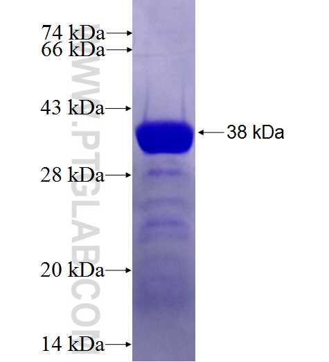 PBLD fusion protein Ag23827 SDS-PAGE