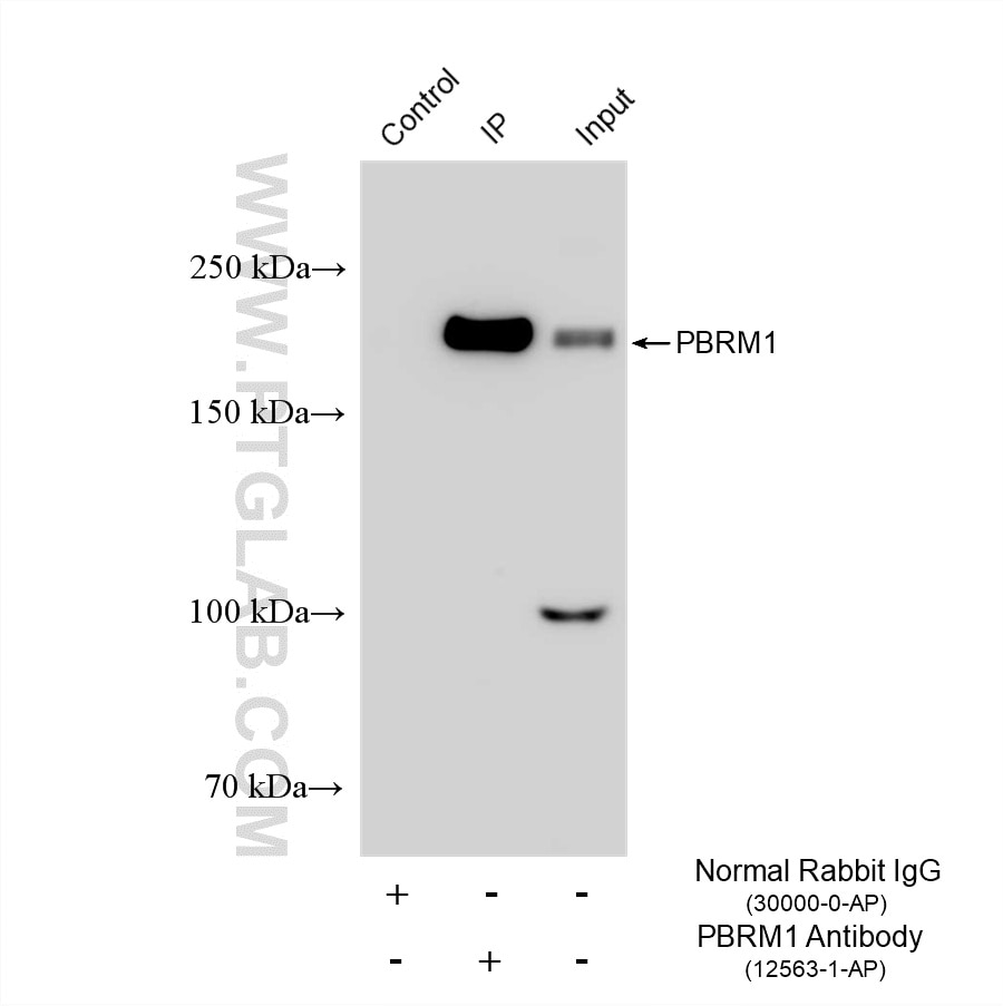 Immunoprecipitation (IP) experiment of Jurkat cells using PBRM1 Polyclonal antibody (12563-1-AP)