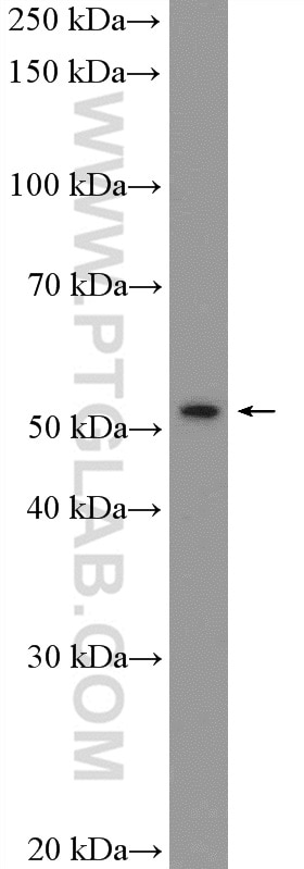 Western Blot (WB) analysis of A2780 cells using PBX1 Polyclonal antibody (18204-1-AP)