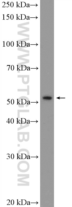 WB analysis of A2780 using 18204-1-AP