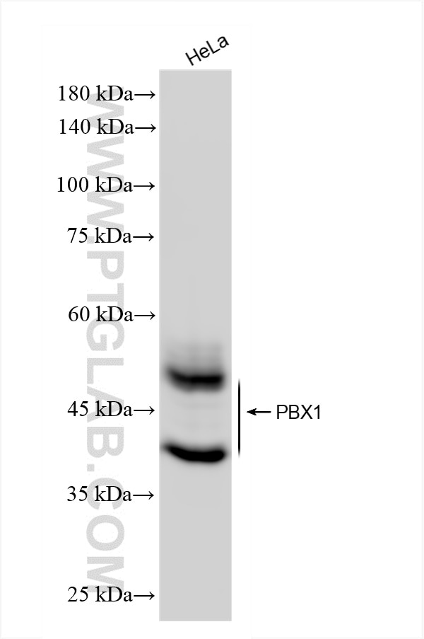 Western Blot (WB) analysis of HeLa cells using PBX1 Recombinant antibody (86504-3-RR)