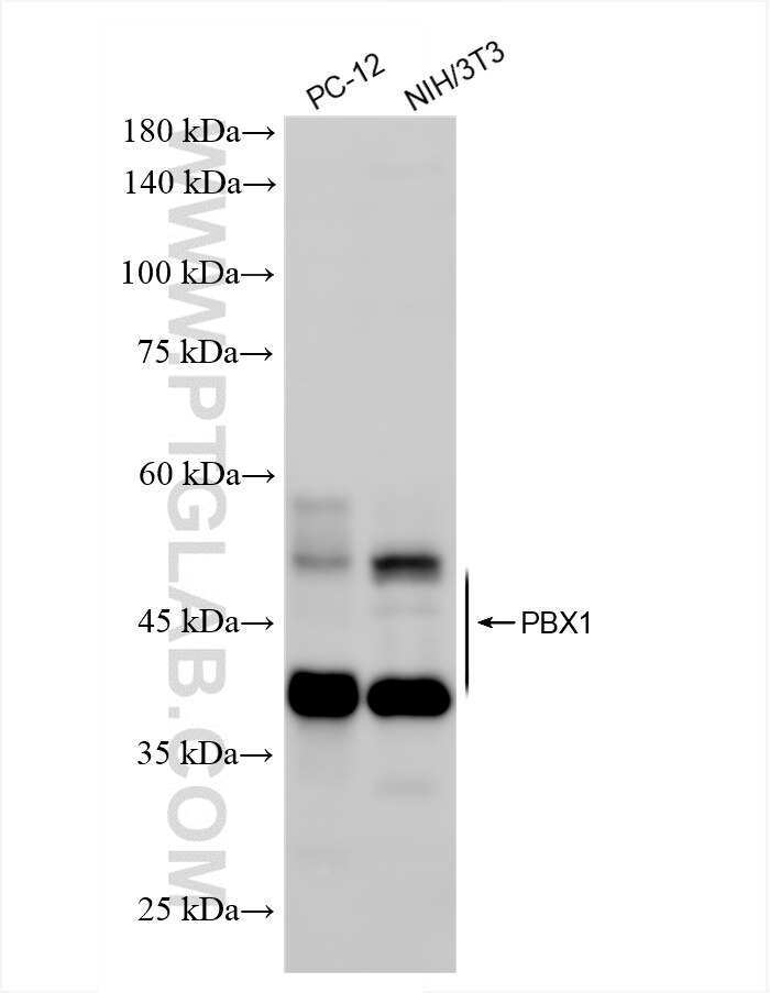 Western Blot (WB) analysis of various lysates using PBX1 Recombinant antibody (86504-3-RR)