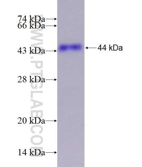PBX1 fusion protein Ag12535 SDS-PAGE