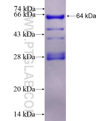 PBX1 fusion protein Ag12817 SDS-PAGE