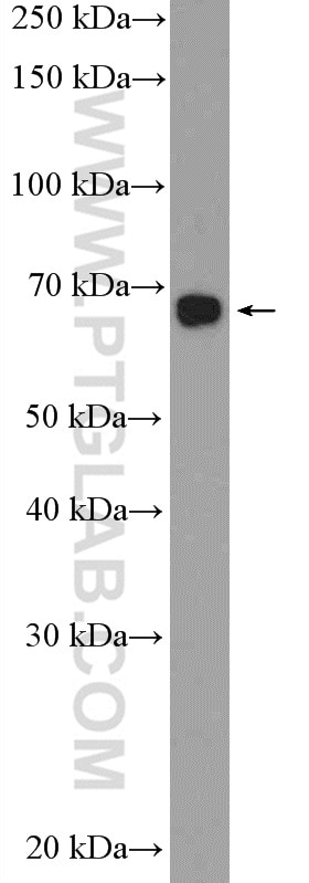 Western Blot (WB) analysis of A2780 cells using PBX2 Polyclonal antibody (22321-1-AP)