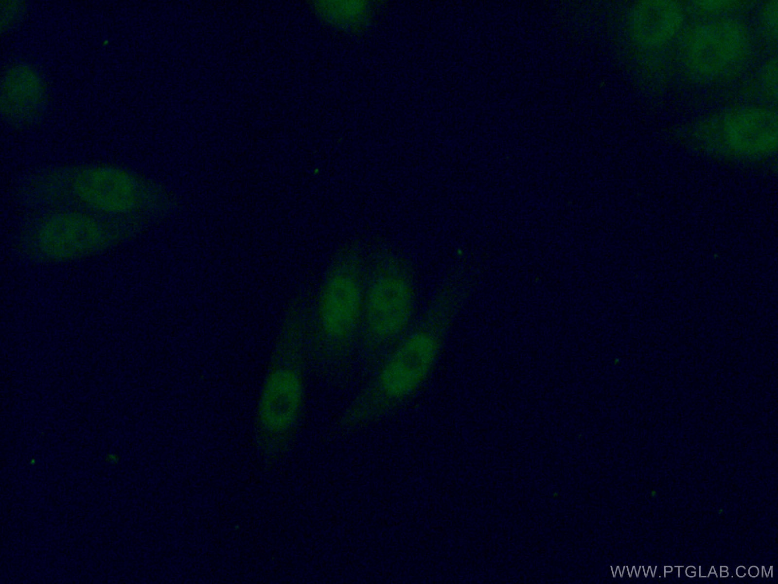 Immunofluorescence (IF) / fluorescent staining of HeLa cells using PBX3 Polyclonal antibody (12571-1-AP)