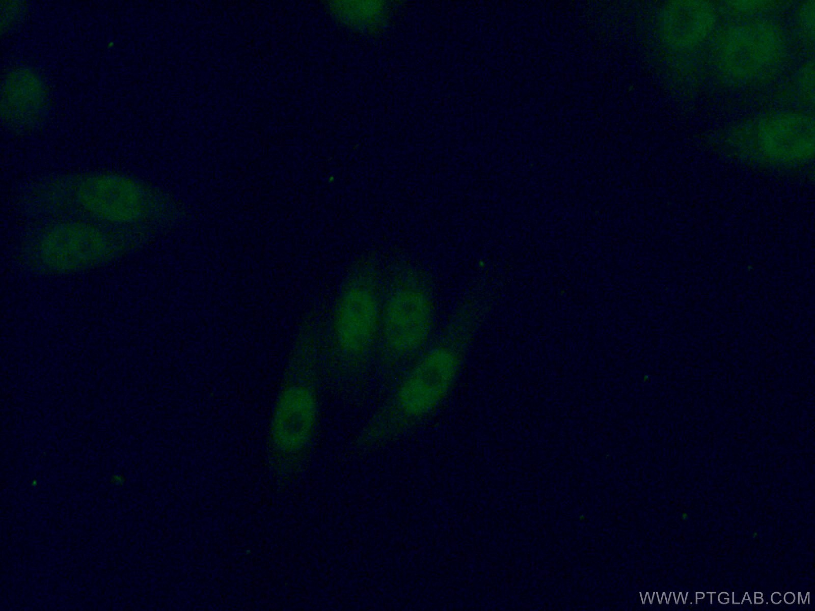 Immunofluorescence (IF) / fluorescent staining of HeLa cells using PBX3 Polyclonal antibody (12571-1-AP)