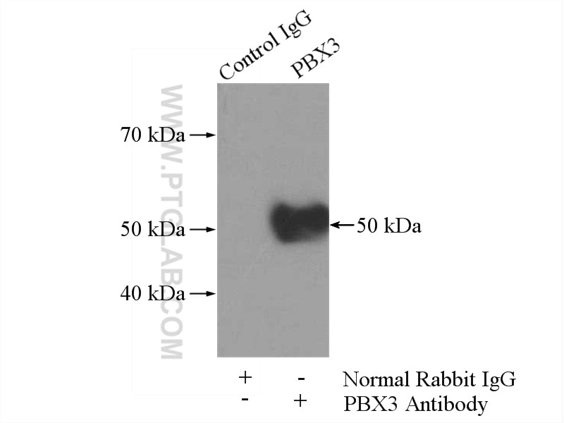 Immunoprecipitation (IP) experiment of HL-60 cells using PBX3 Polyclonal antibody (12571-1-AP)
