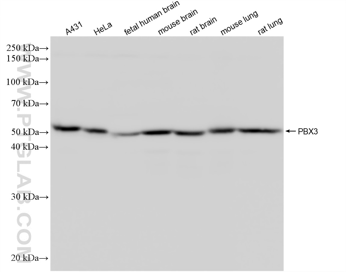 Western Blot (WB) analysis of various lysates using PBX3 Recombinant monoclonal antibody (86595-3-RR)