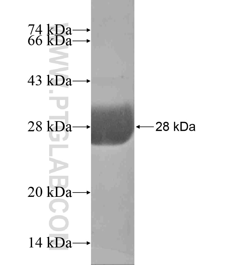 PBX3 fusion protein Ag17767 SDS-PAGE