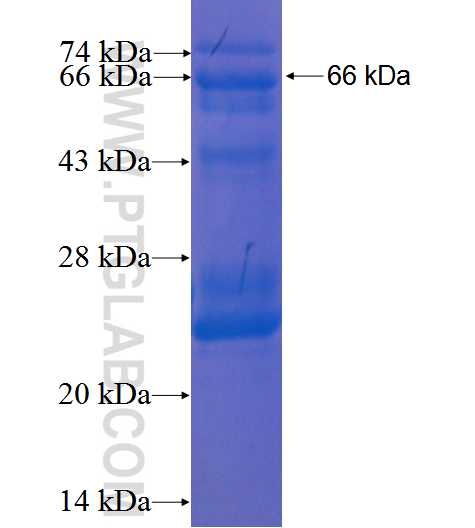 PBX3 fusion protein Ag3239 SDS-PAGE