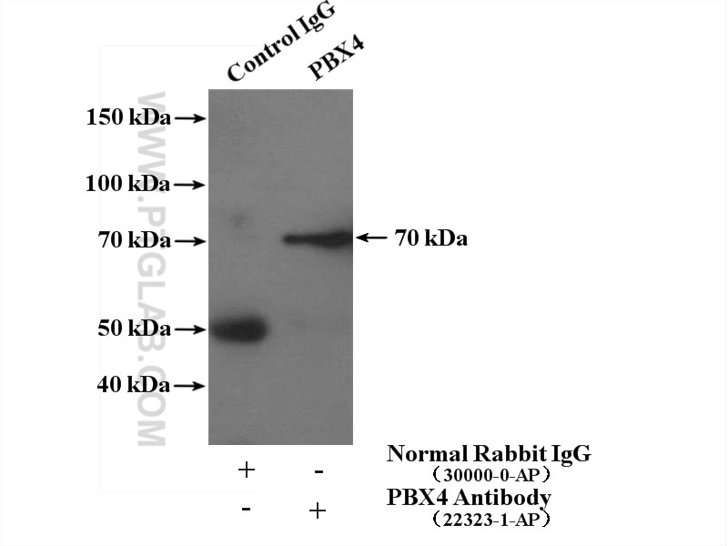 Immunoprecipitation (IP) experiment of A2780 cells using PBX4 Polyclonal antibody (22323-1-AP)