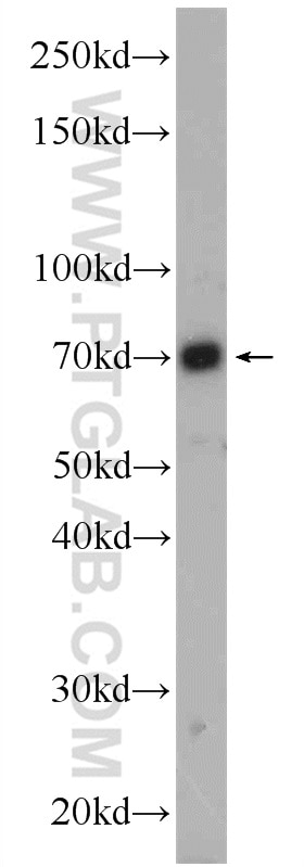 WB analysis of HEK-293 using 22323-1-AP