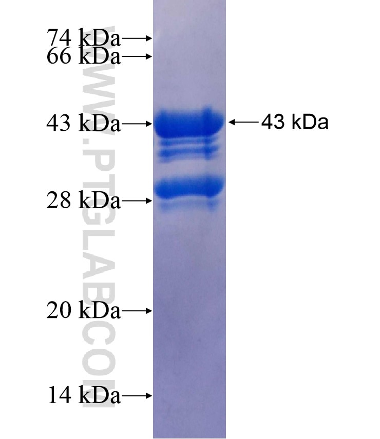 PBX4 fusion protein Ag17768 SDS-PAGE