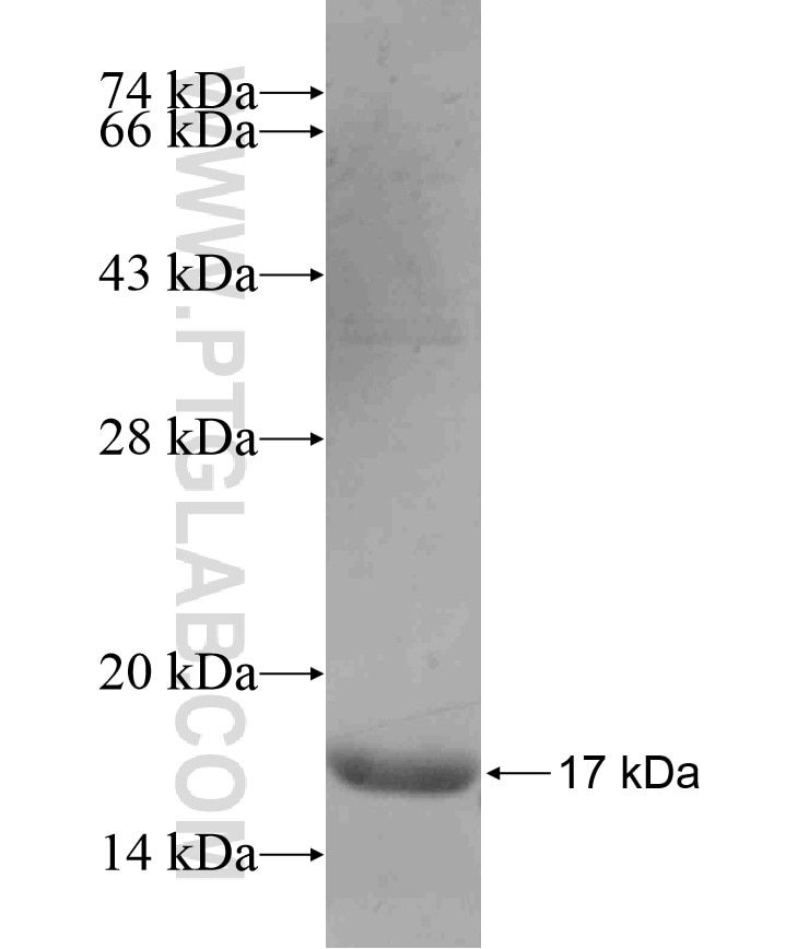 PBX4 fusion protein Ag17862 SDS-PAGE