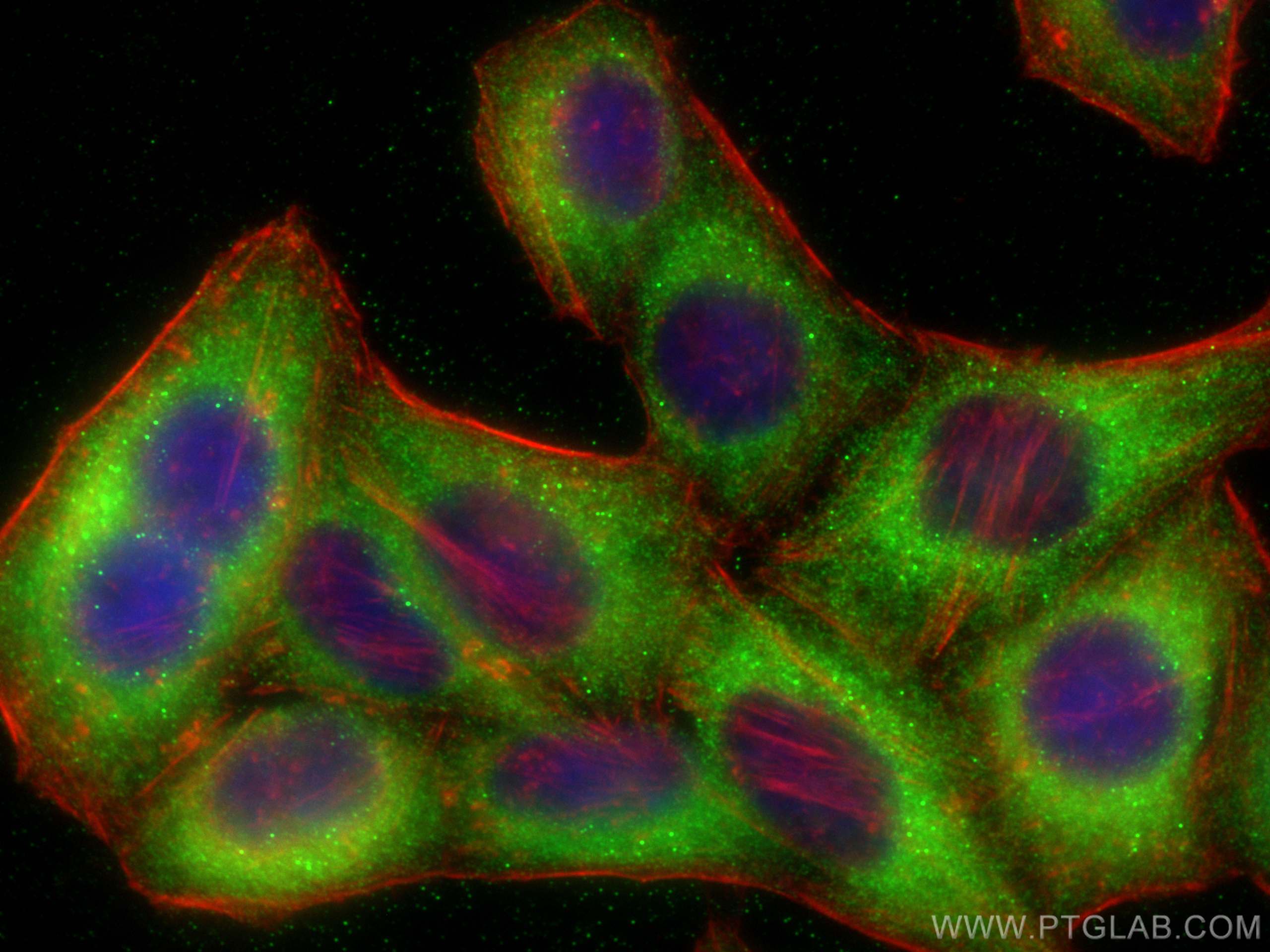 Immunofluorescence (IF) / fluorescent staining of HepG2 cells using PBXIP1 Polyclonal antibody (12102-1-AP)