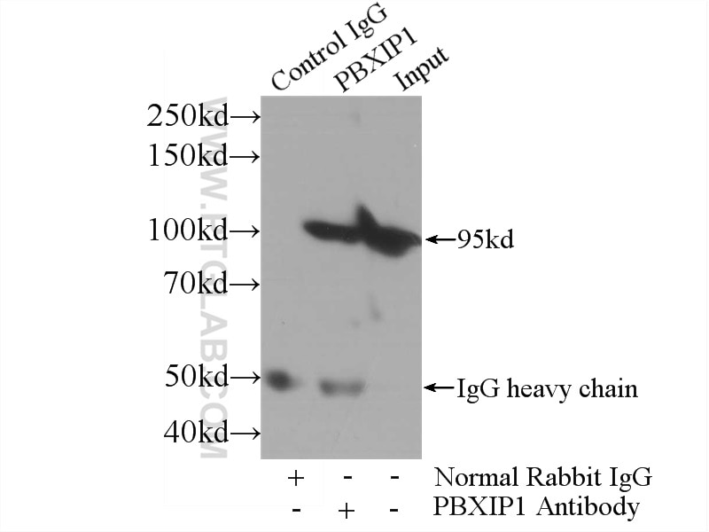Immunoprecipitation (IP) experiment of HeLa cells using PBXIP1 Polyclonal antibody (12102-1-AP)
