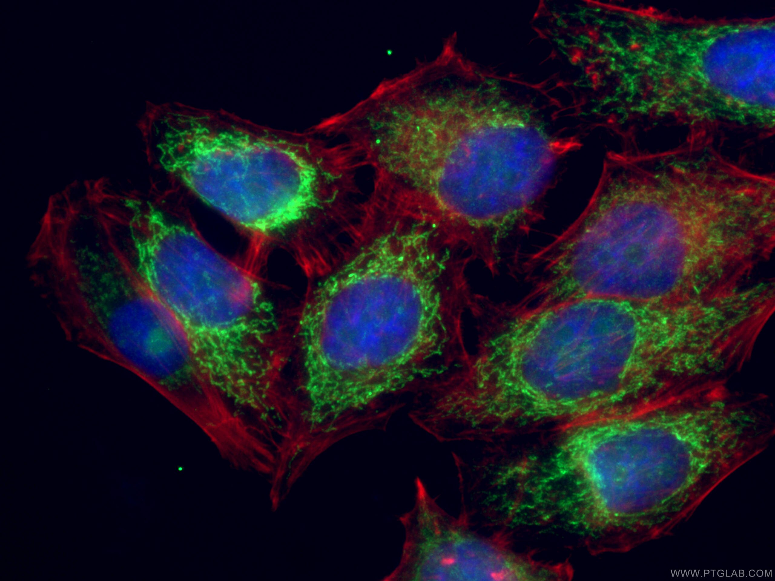 Immunofluorescence (IF) / fluorescent staining of HepG2 cells using Pyruvate Carboxylase Polyclonal antibody (16588-1-AP)