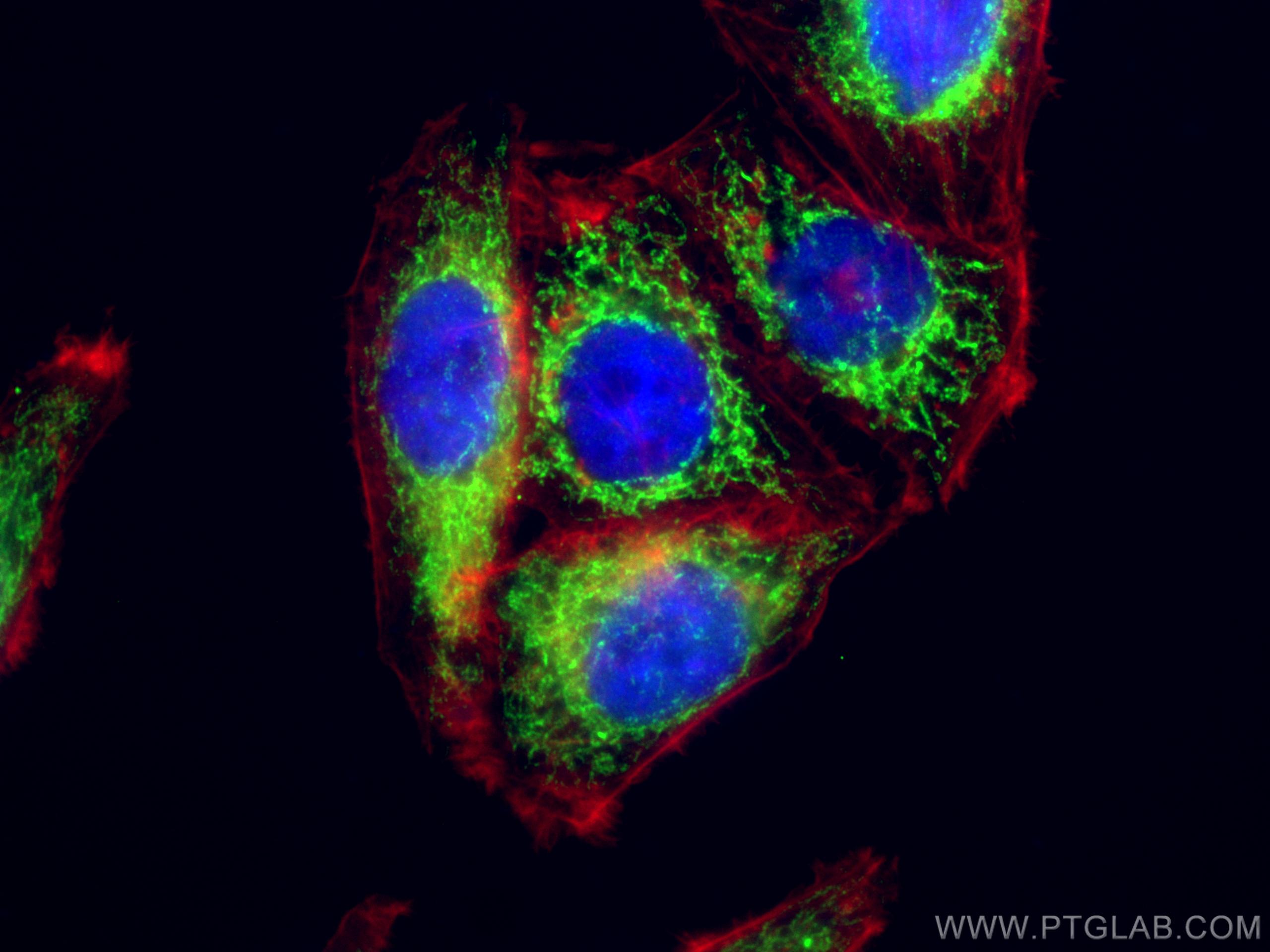 Immunofluorescence (IF) / fluorescent staining of HepG2 cells using Pyruvate Carboxylase Polyclonal antibody (16588-1-AP)