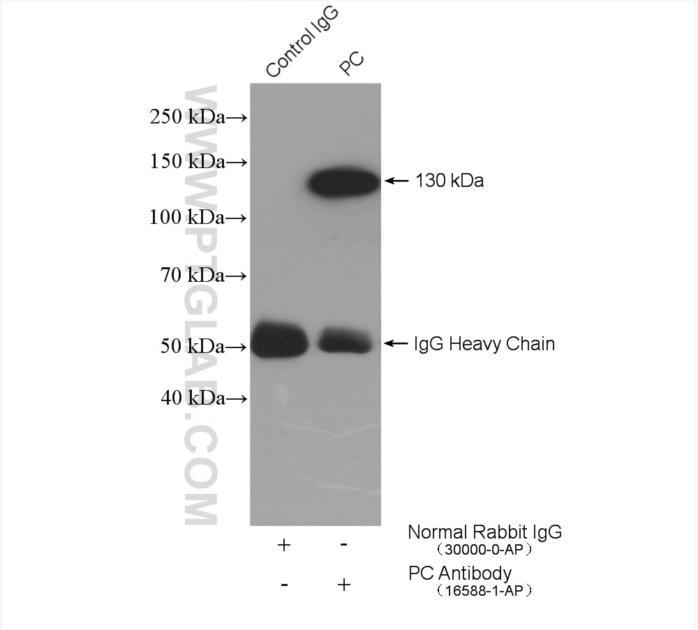 Immunoprecipitation (IP) experiment of HepG2 cells using Pyruvate Carboxylase Polyclonal antibody (16588-1-AP)