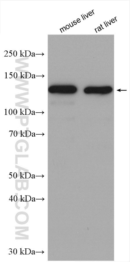 Western Blot (WB) analysis of various lysates using Pyruvate Carboxylase Polyclonal antibody (16588-1-AP)