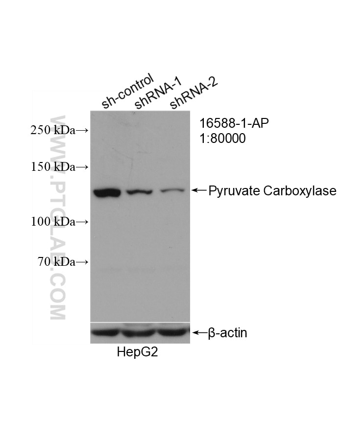 WB analysis of HepG2 using 16588-1-AP