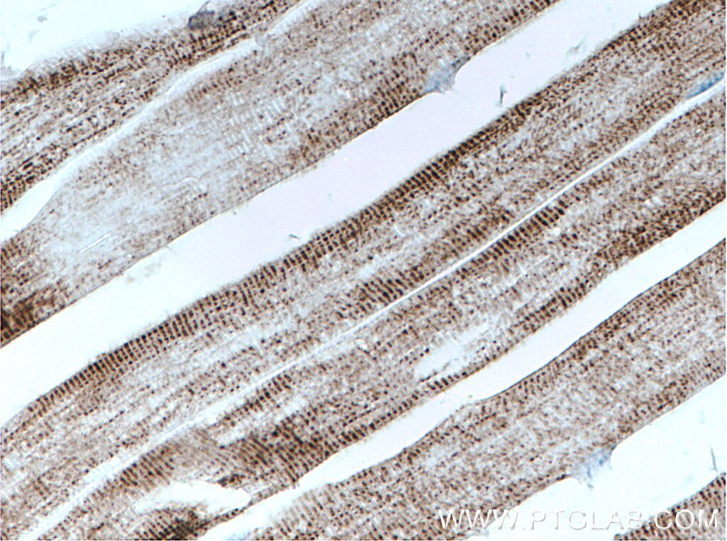Immunohistochemistry (IHC) staining of mouse skeletal muscle tissue using Pyruvate Carboxylase Monoclonal antibody (66615-1-Ig)