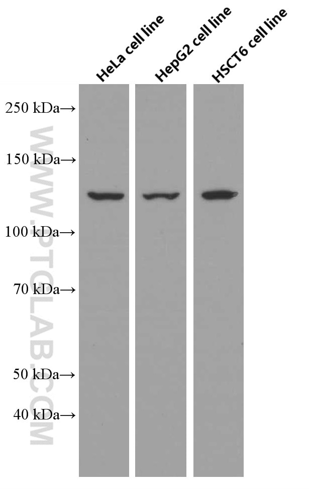 Western Blot (WB) analysis of various lysates using Pyruvate Carboxylase Monoclonal antibody (66615-1-Ig)
