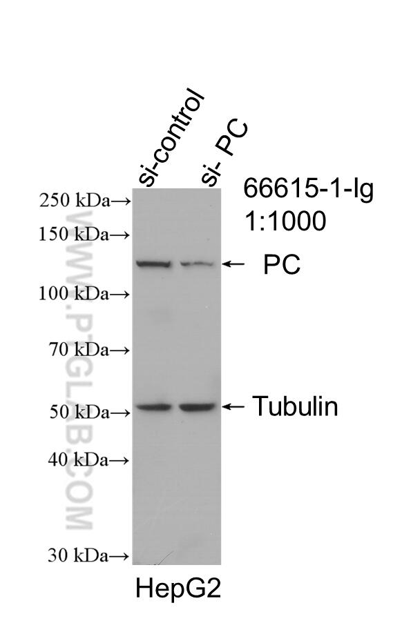 Western Blot (WB) analysis of HepG2 cells using Pyruvate Carboxylase Monoclonal antibody (66615-1-Ig)