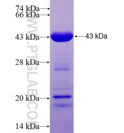 PC fusion protein Ag8846 SDS-PAGE
