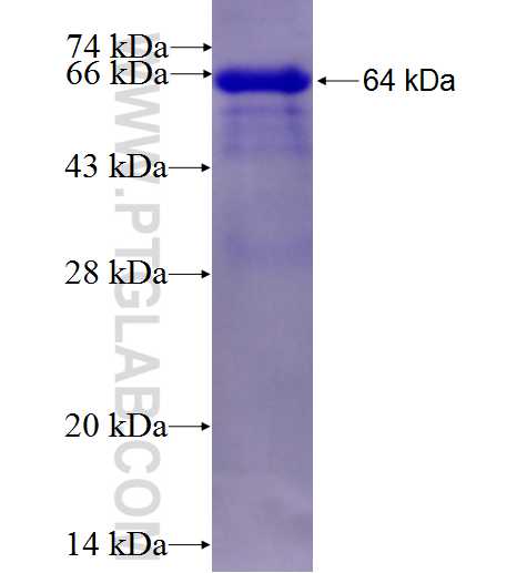 PC fusion protein Ag8857 SDS-PAGE