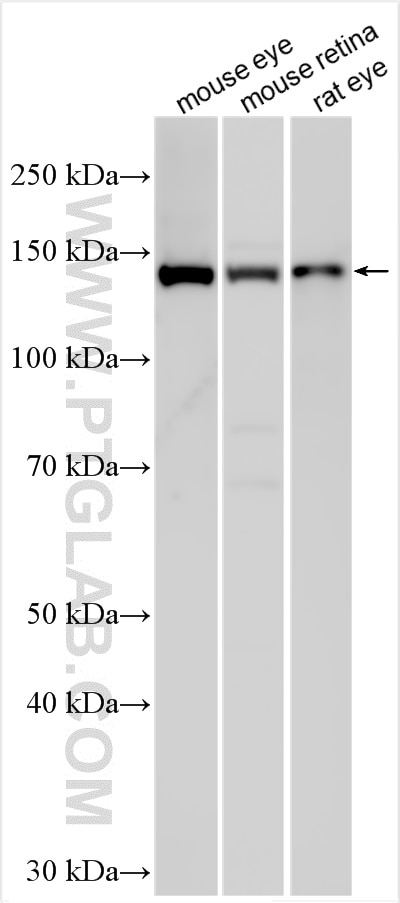 Western Blot (WB) analysis of various lysates using PCARE Polyclonal antibody (31187-1-AP)