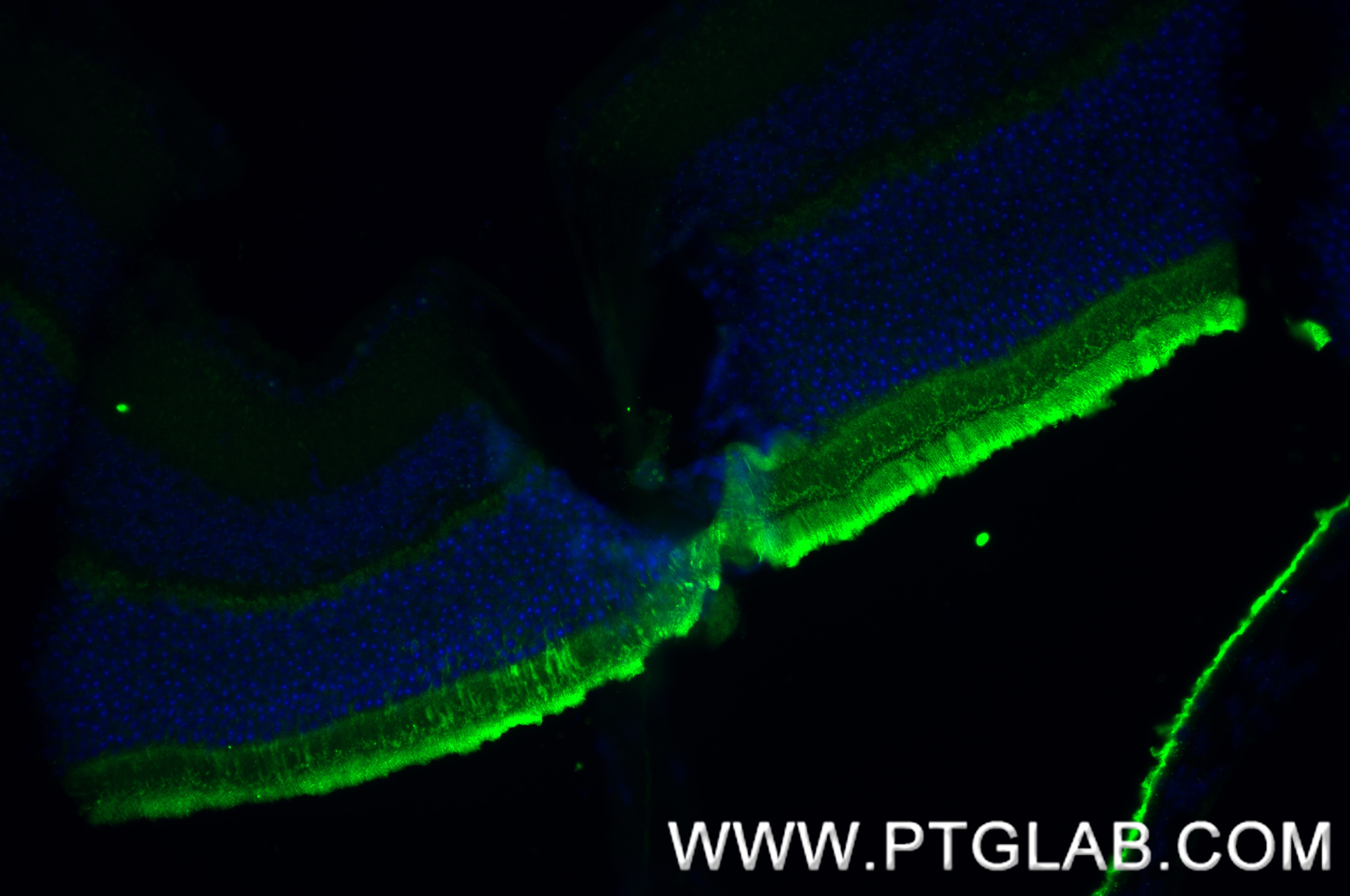 Immunofluorescence (IF) / fluorescent staining of mouse eye tissue using PCARE Recombinant antibody (83364-4-RR)