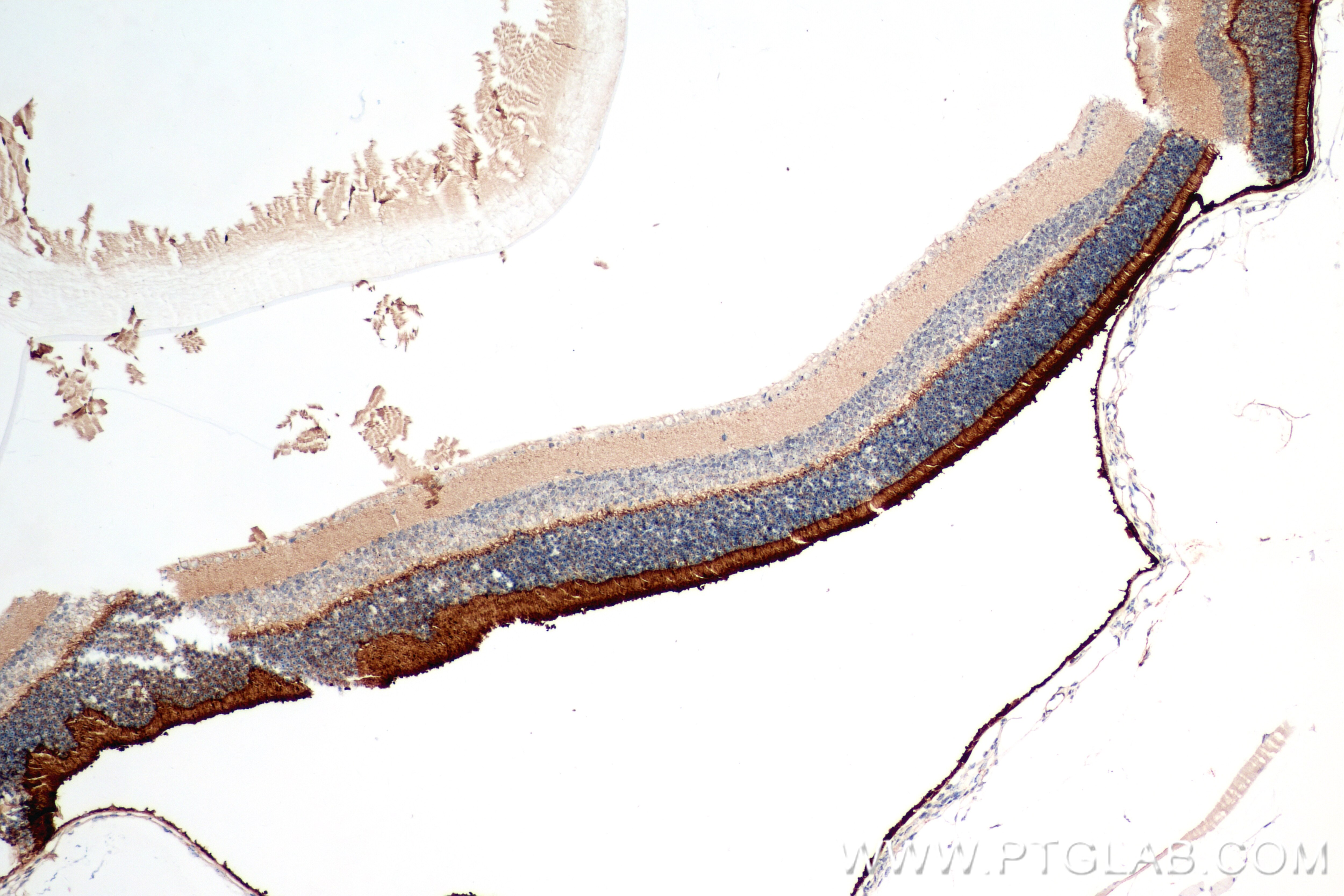 Immunohistochemistry (IHC) staining of mouse eye tissue using PCARE Recombinant antibody (83364-4-RR)