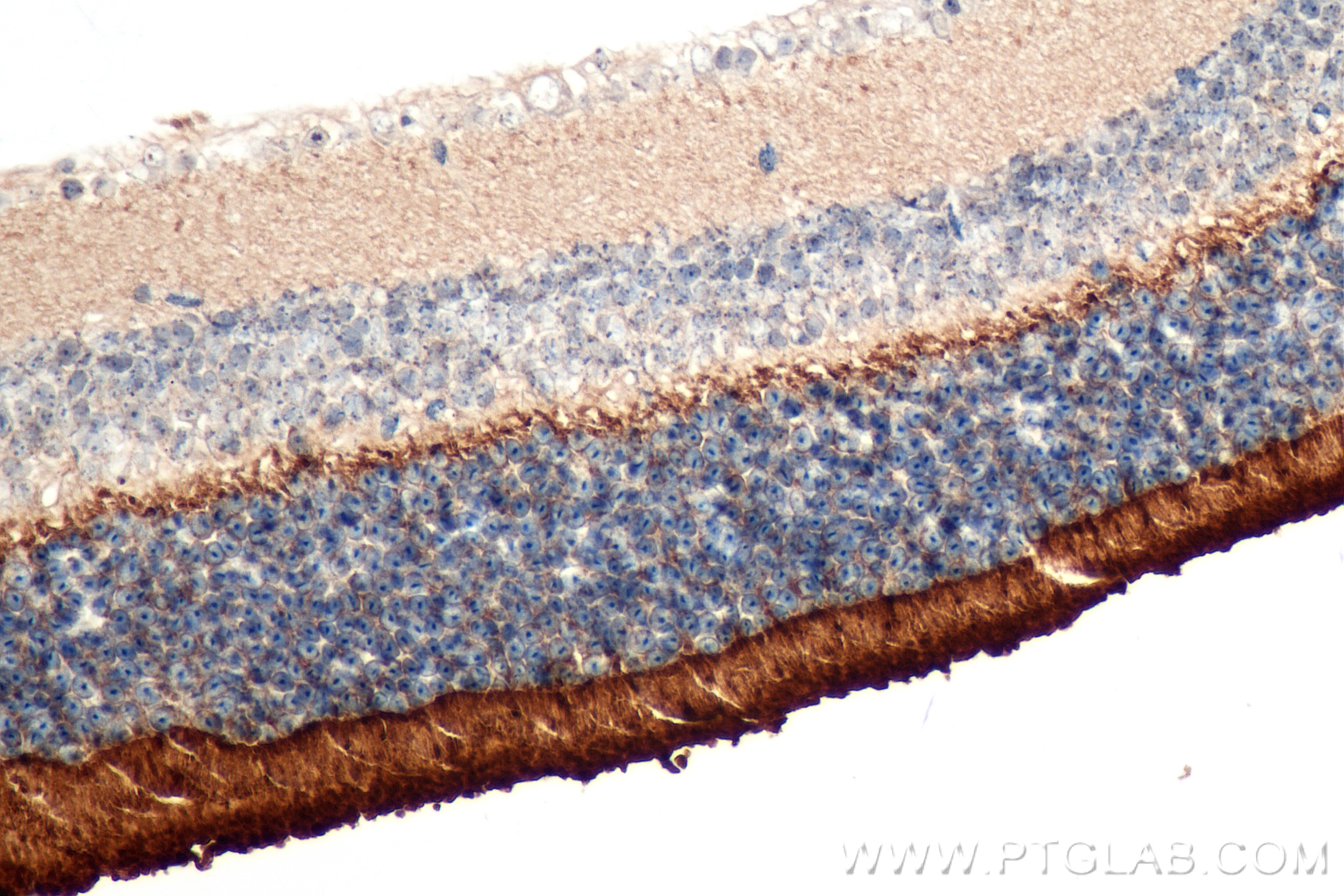 Immunohistochemistry (IHC) staining of mouse eye tissue using PCARE Recombinant antibody (83364-4-RR)