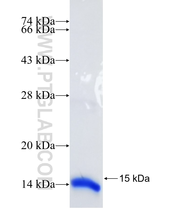 PCBD1 fusion protein Ag8426 SDS-PAGE