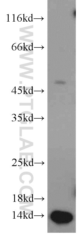 Western Blot (WB) analysis of human skeletal muscle tissue using PCBD2 Polyclonal antibody (11958-1-AP)