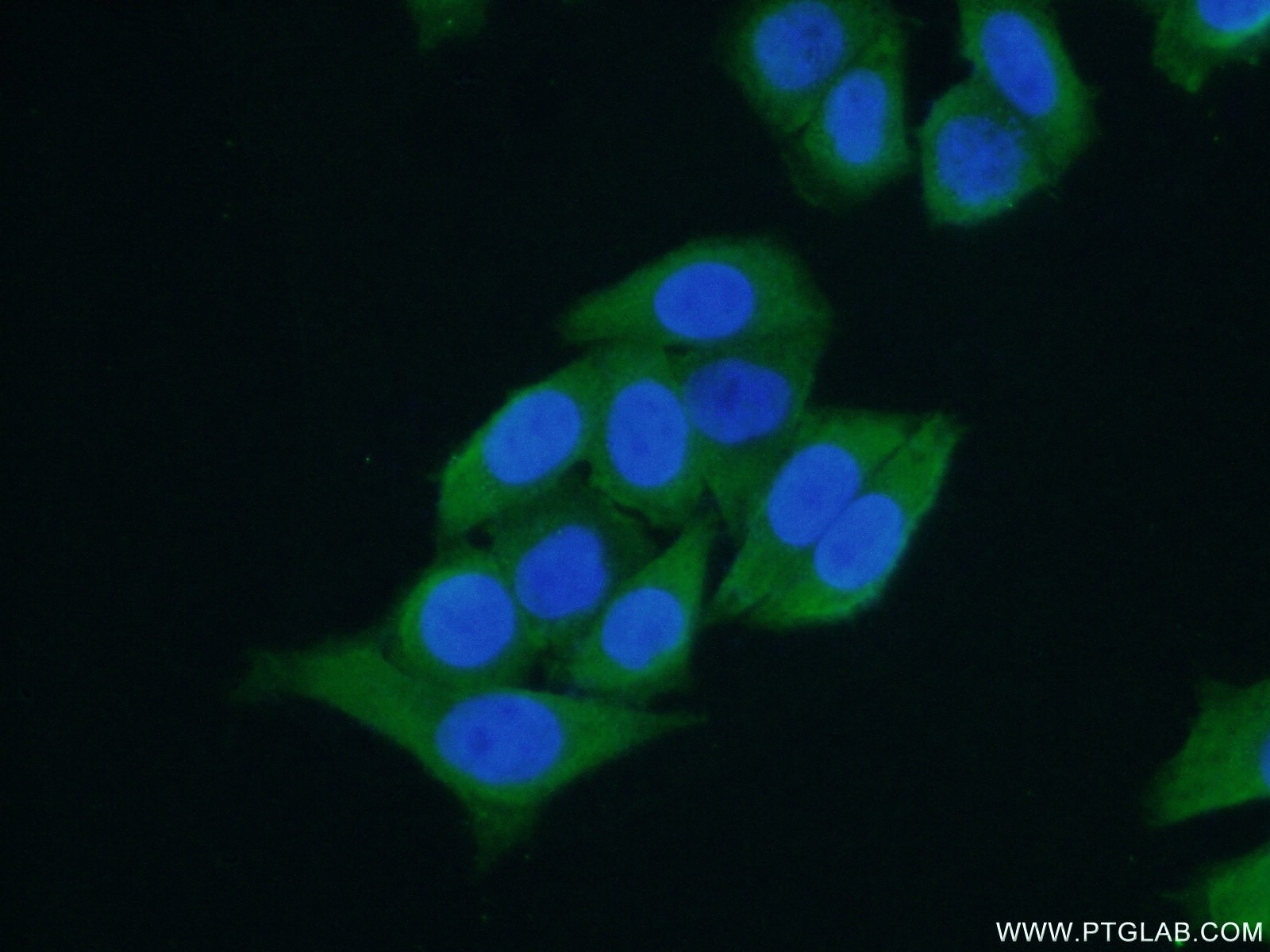 Immunofluorescence (IF) / fluorescent staining of HeLa cells using PCBP2 Polyclonal antibody (15070-1-AP)