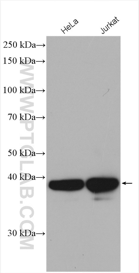 Western Blot (WB) analysis of various lysates using PCBP2 Polyclonal antibody (15070-1-AP)