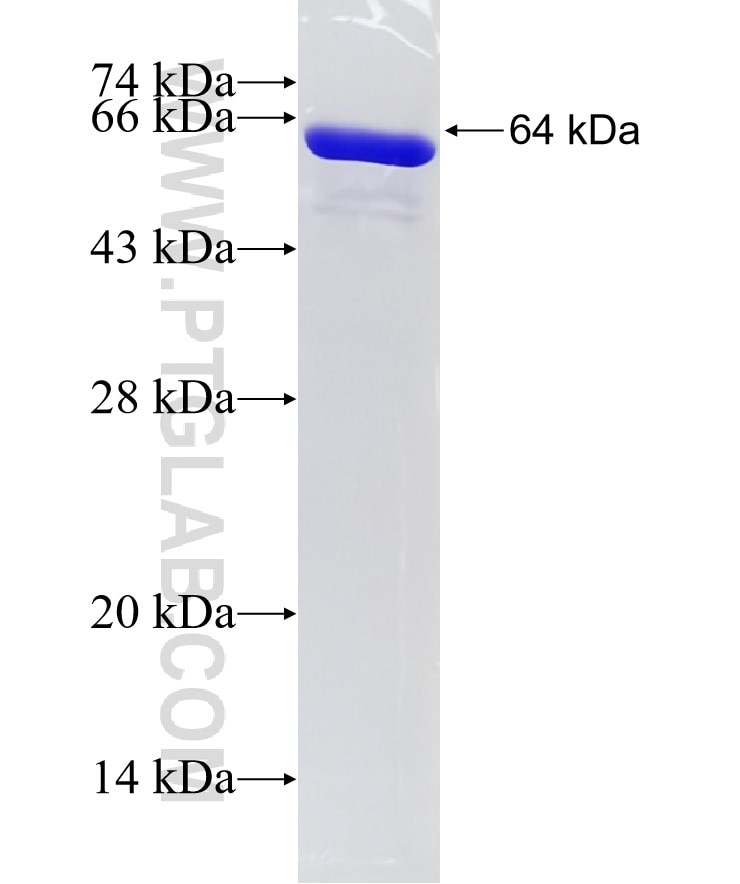 PCBP2 fusion protein Ag7102 SDS-PAGE