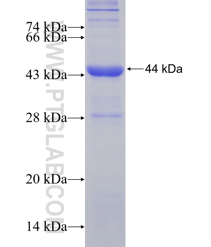 PCBP2 fusion protein Ag7229 SDS-PAGE