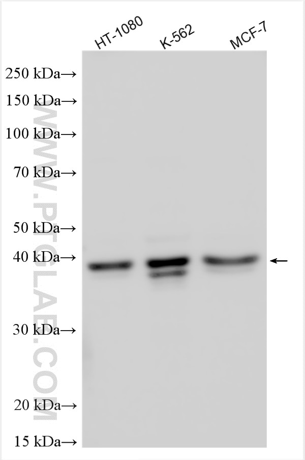 Western Blot (WB) analysis of various lysates using PCBP3 Polyclonal antibody (16141-1-AP)