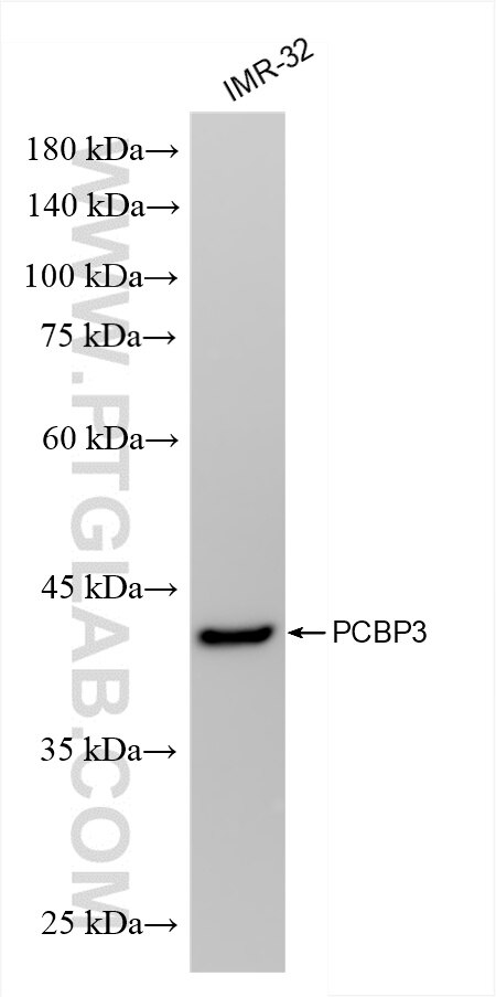 Western Blot (WB) analysis of IMR-32 cells using PCBP3 Recombinant antibody (85180-2-RR)