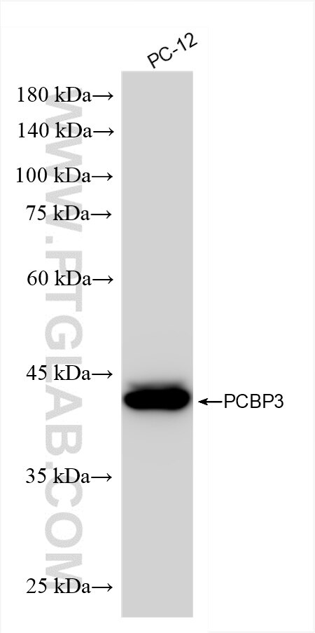 Western Blot (WB) analysis of PC-12 cells using PCBP3 Recombinant antibody (85180-2-RR)