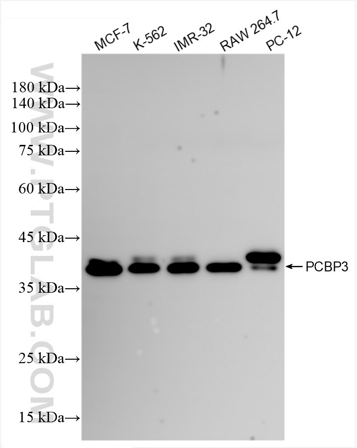 Western Blot (WB) analysis of various lysates using PCBP3 Recombinant antibody (85180-3-RR)